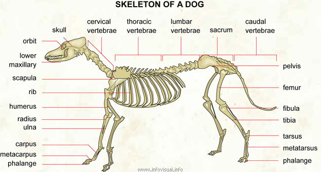 how many bones in dog