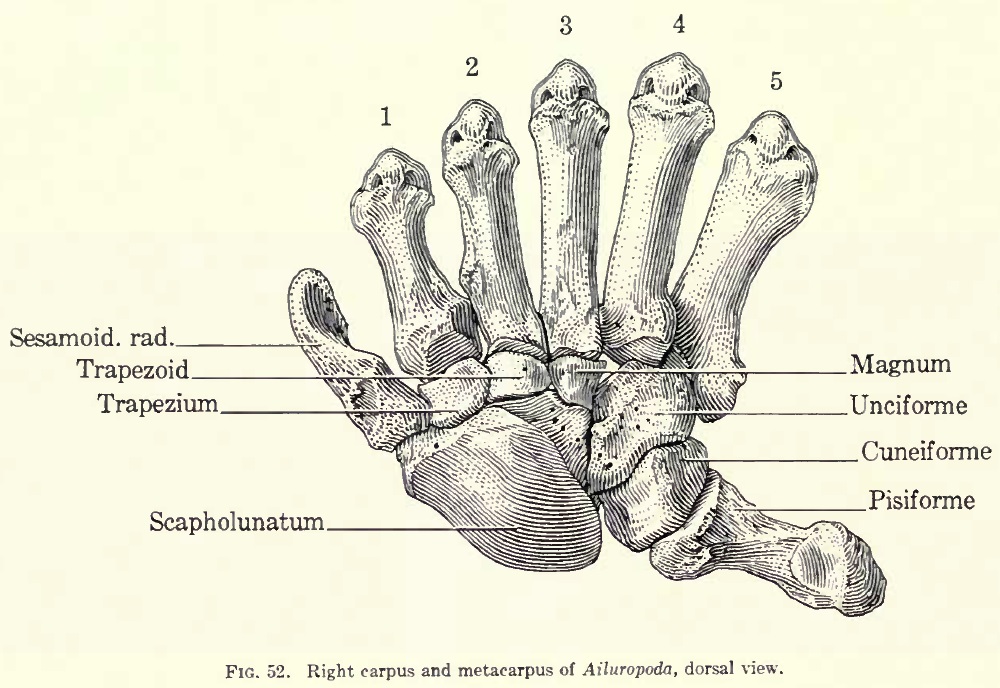 how many fingers do pandas have