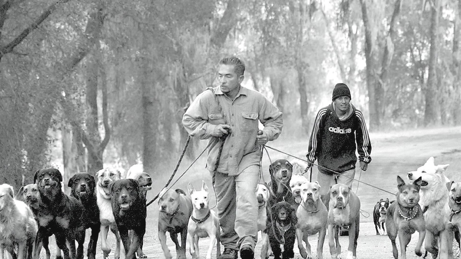 how many dogs does cesar millan have