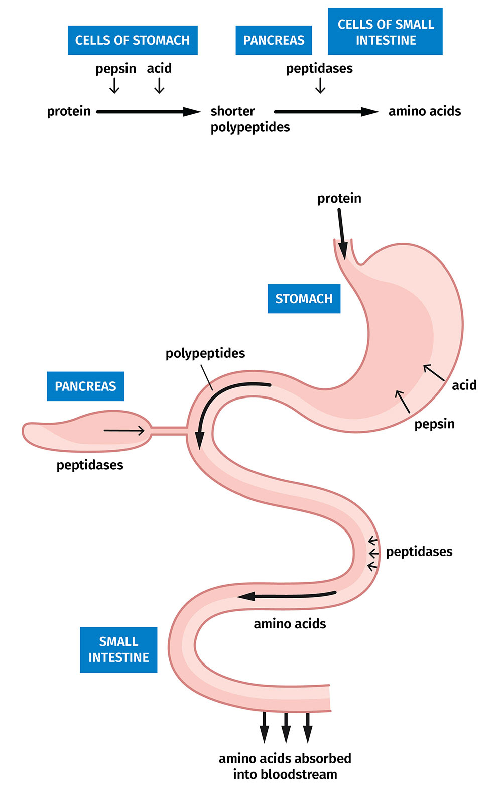 how long does protein stay in your system