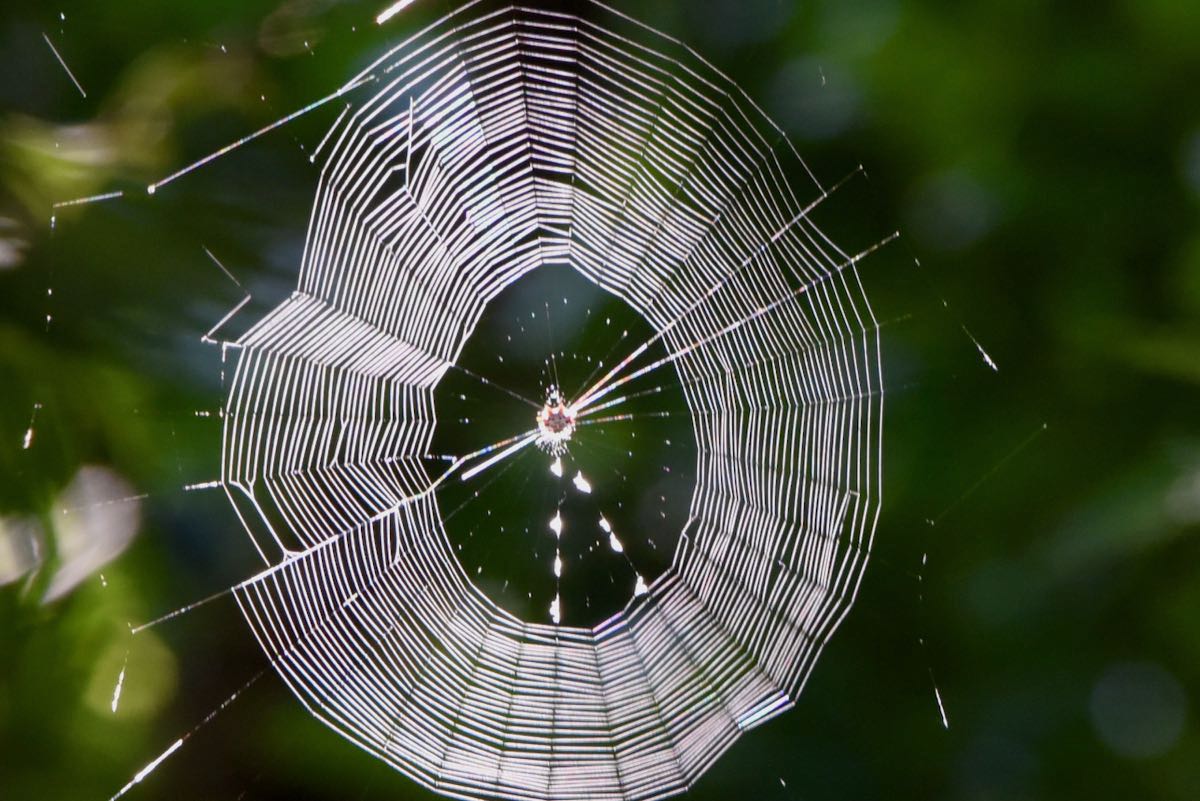 how long can a spider live without food