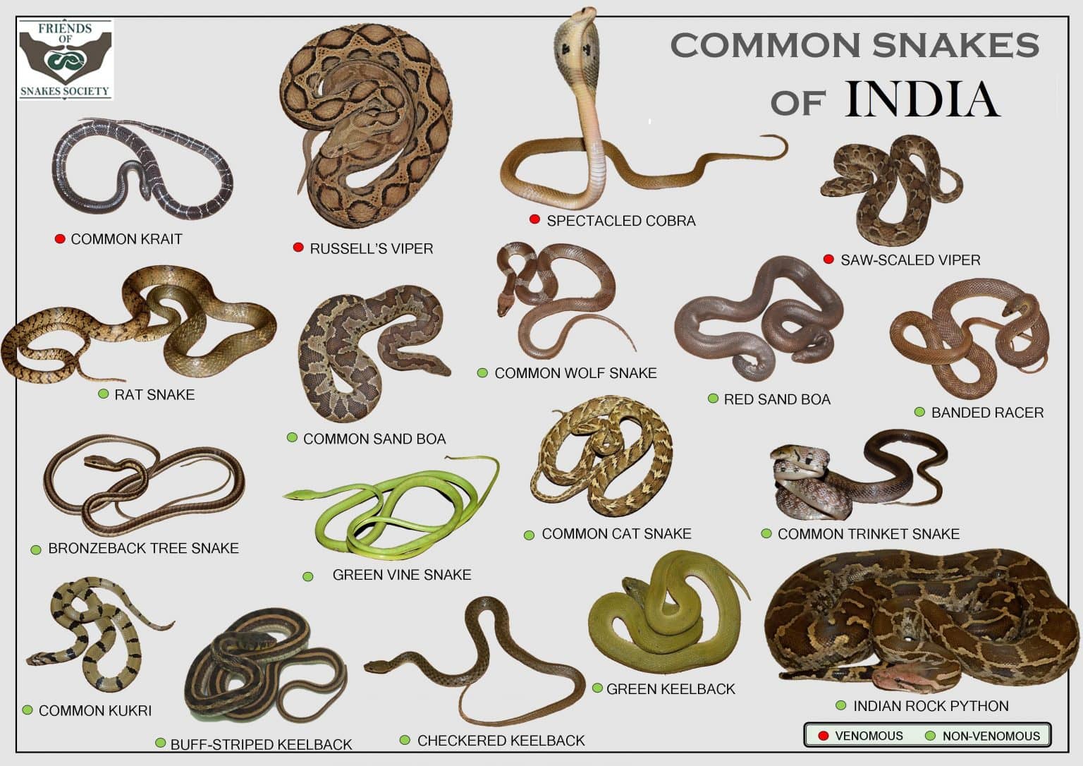 how many snakes are in the world