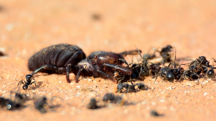 how fast can a tarantula run