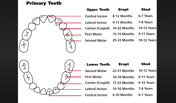 how many teeth do 11 year olds have