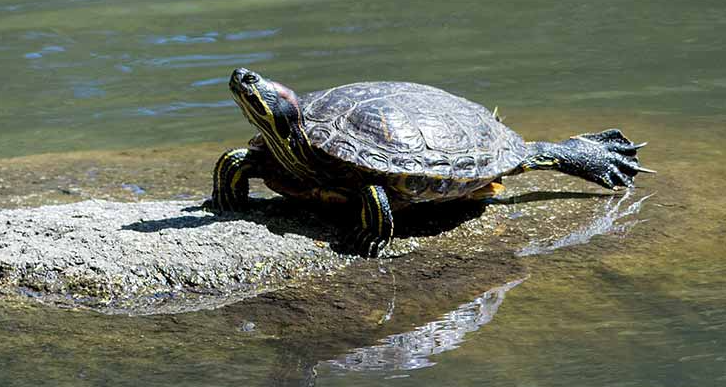 can red eared sliders drown