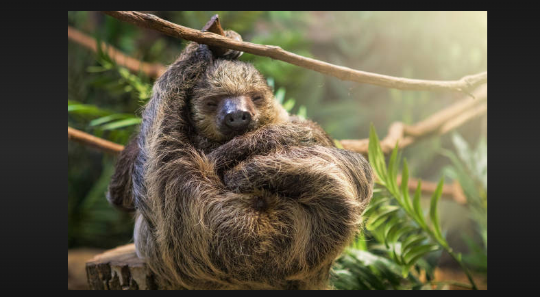 how much does a sloth sleep