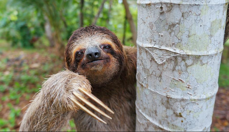 how much does a sloth sleep