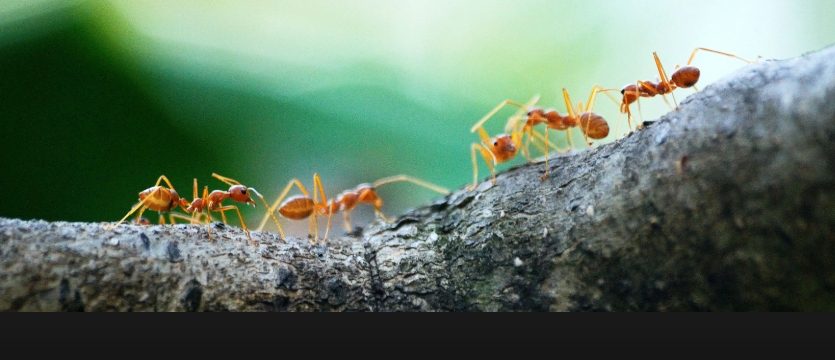 how many days can ants live in water