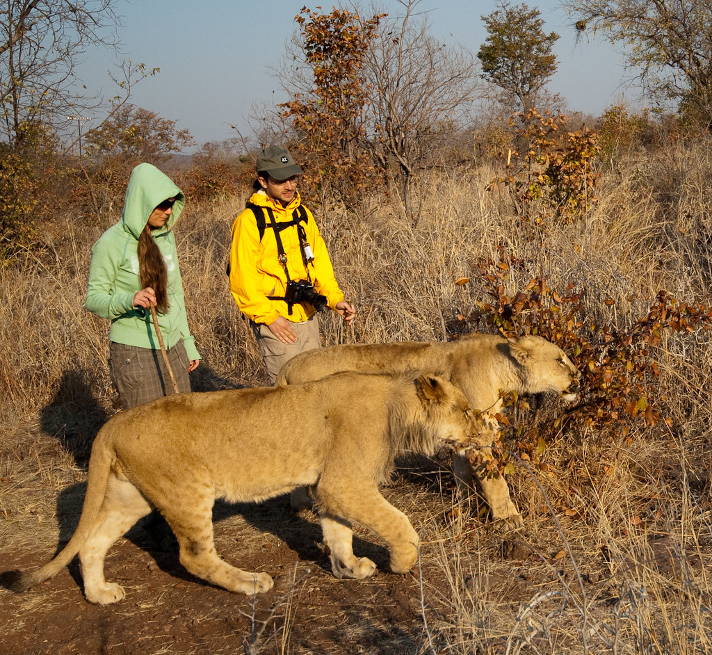 lion weight in pounds