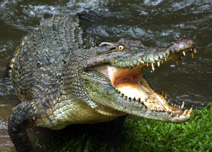 how long can crocodiles go without eating