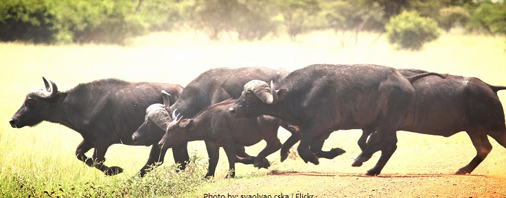 how fast can buffalo run