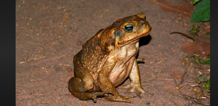 how long can toads go without eating