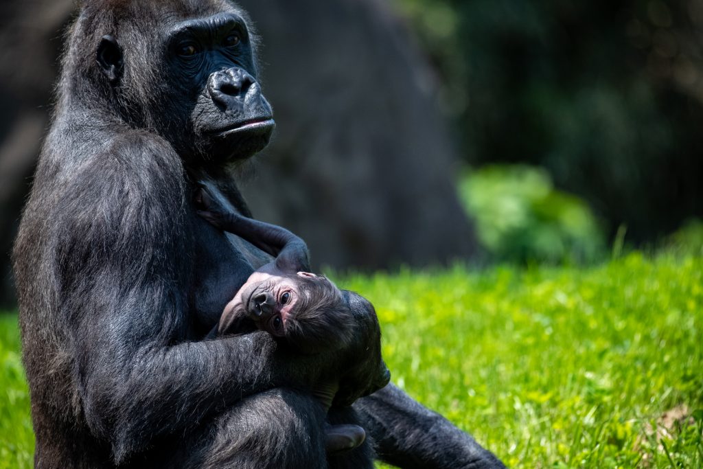 how much can a gorilla bench