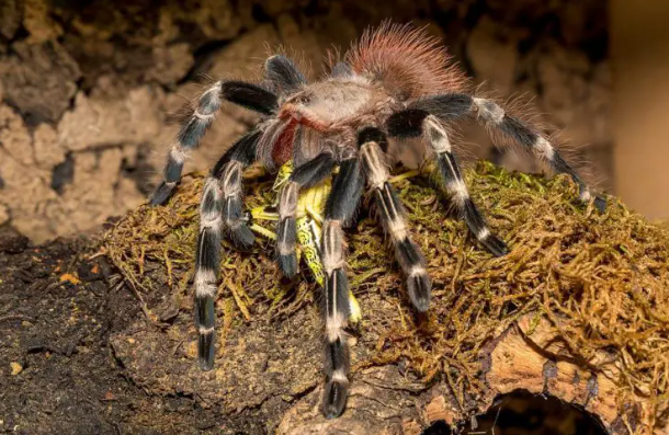 how long can tarantulas go without eating