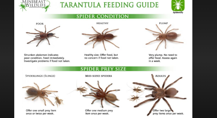 how long can tarantulas go without eating