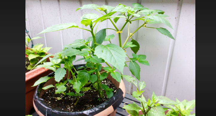 how many tomatillos in a pound