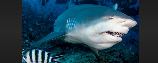 how long can sharks live out of water