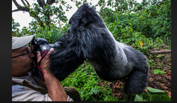 how hard does a gorilla punch