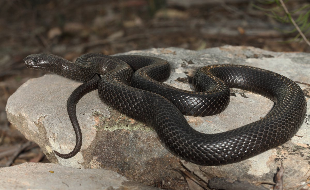 meaning of black snake in the house