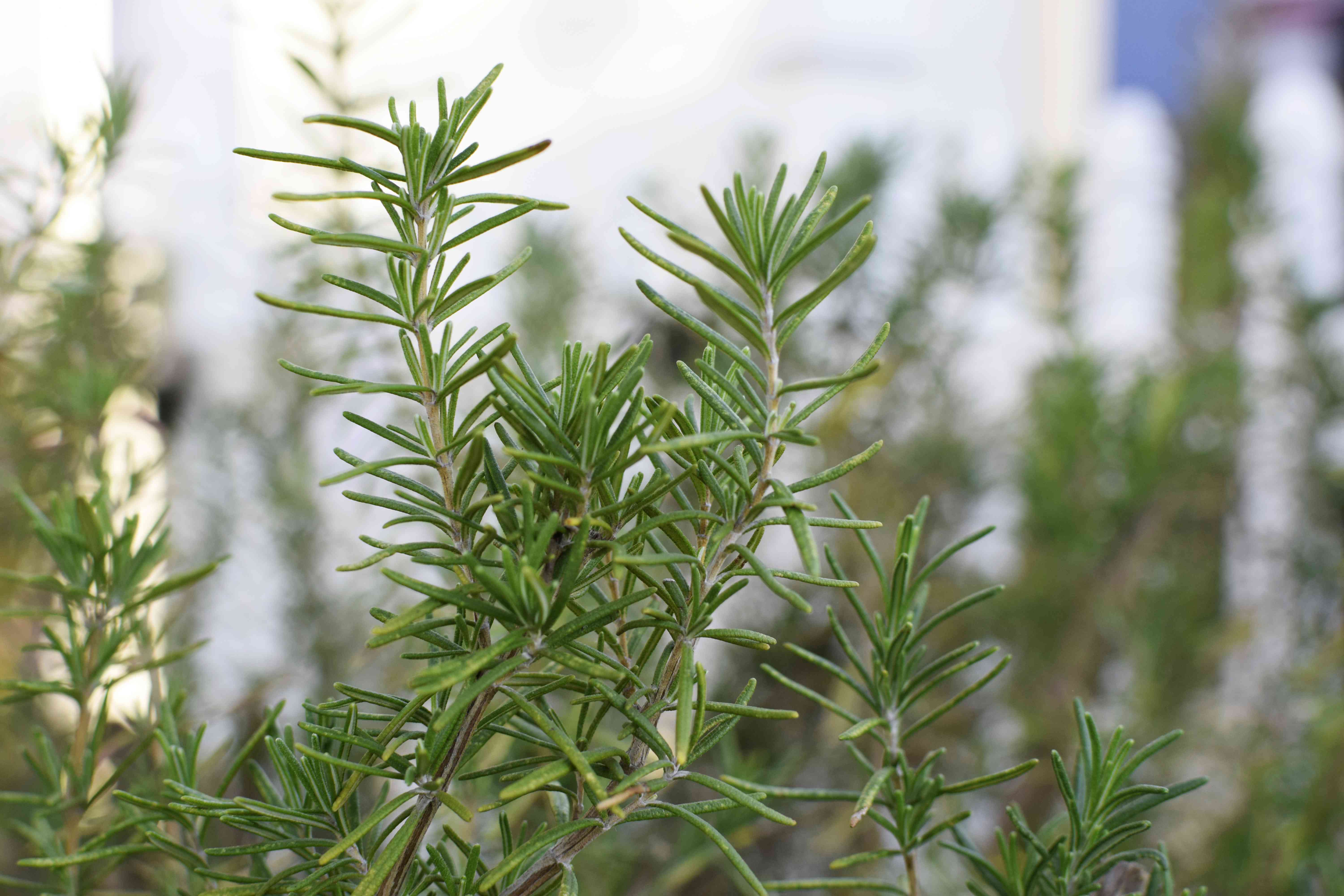 rosemary by your front door meaning