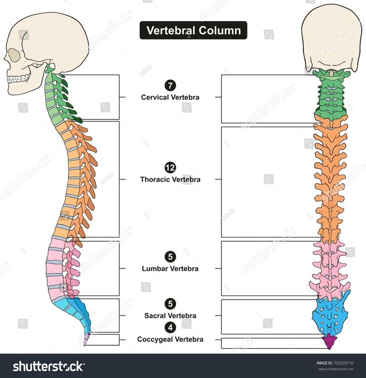 how many bones does a rat have