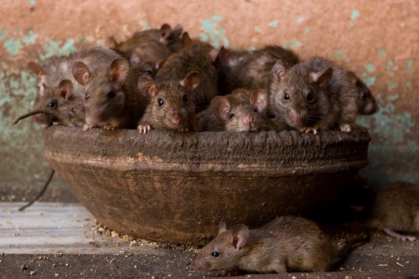 how many rats are in the world