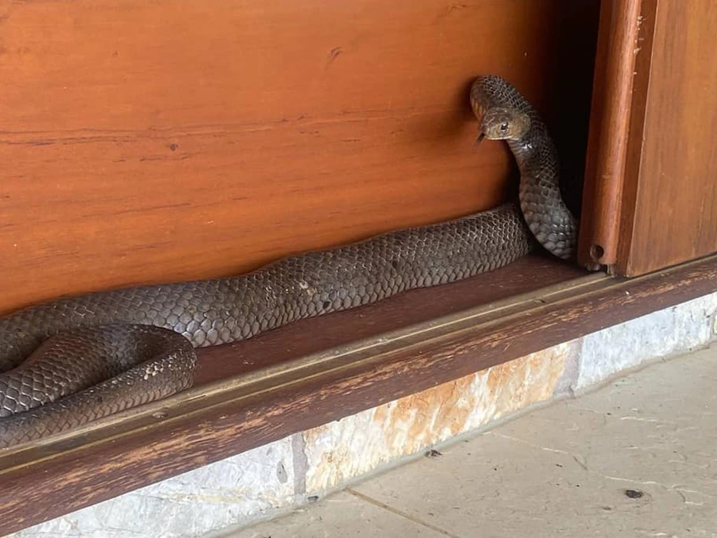 snake at front door meaning