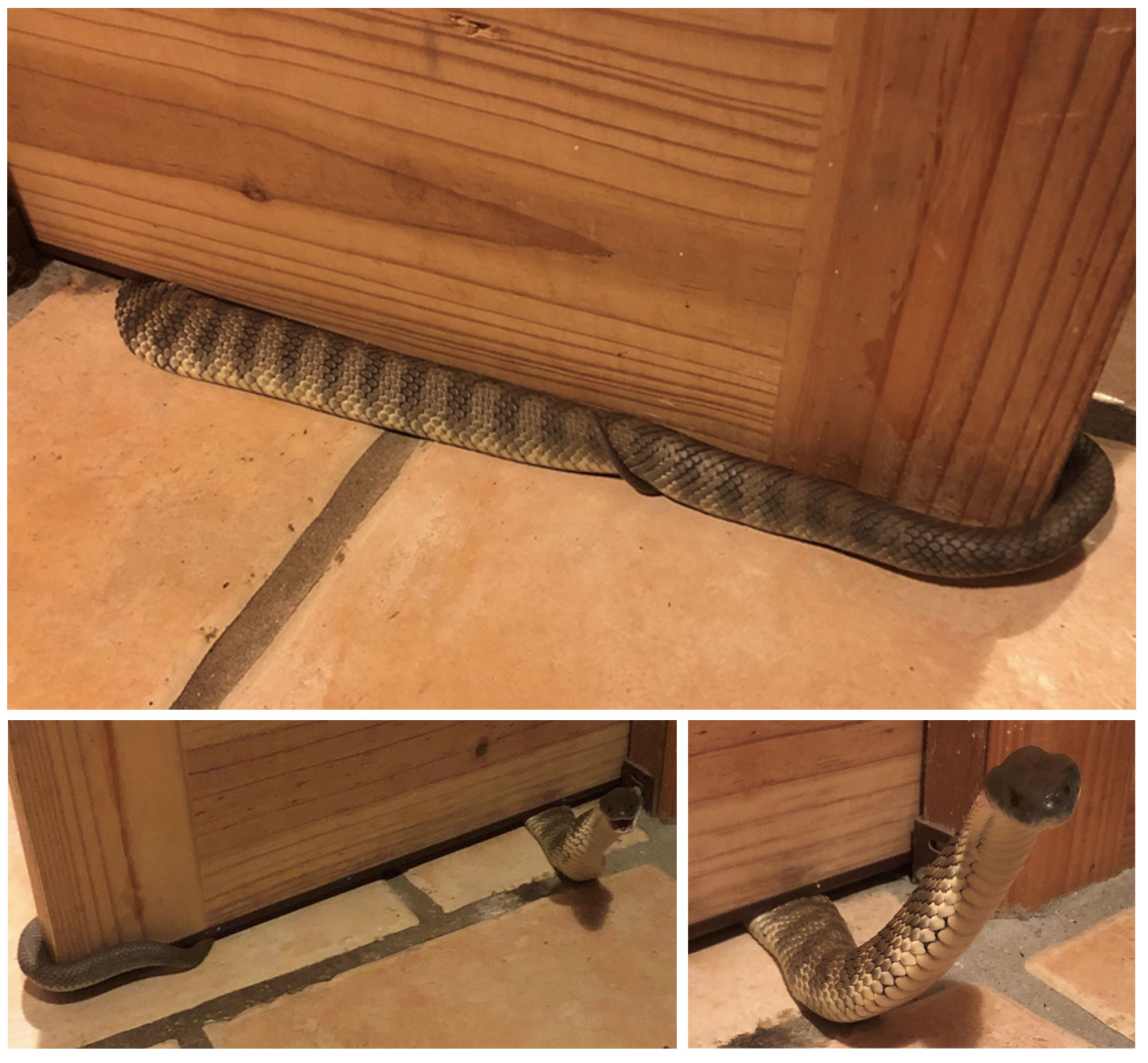 snake at front door meaning