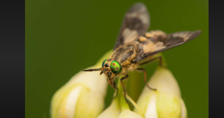 how to get rid of deer flies around swimming pool