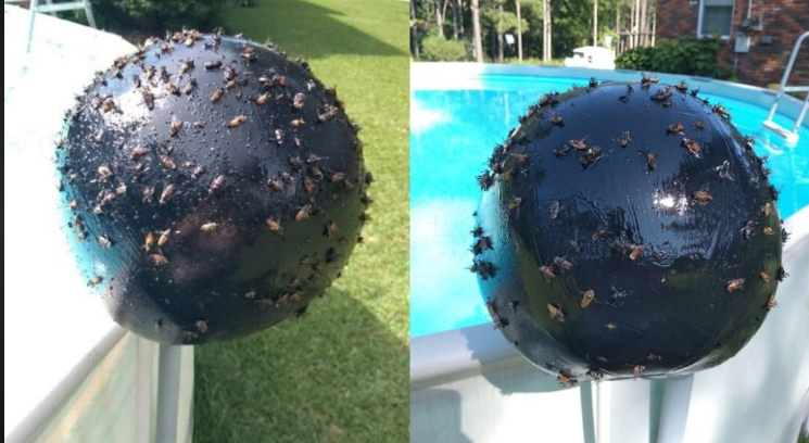 how-to-get-rid-of-deer-flies-around-your-swimming-pool-effective