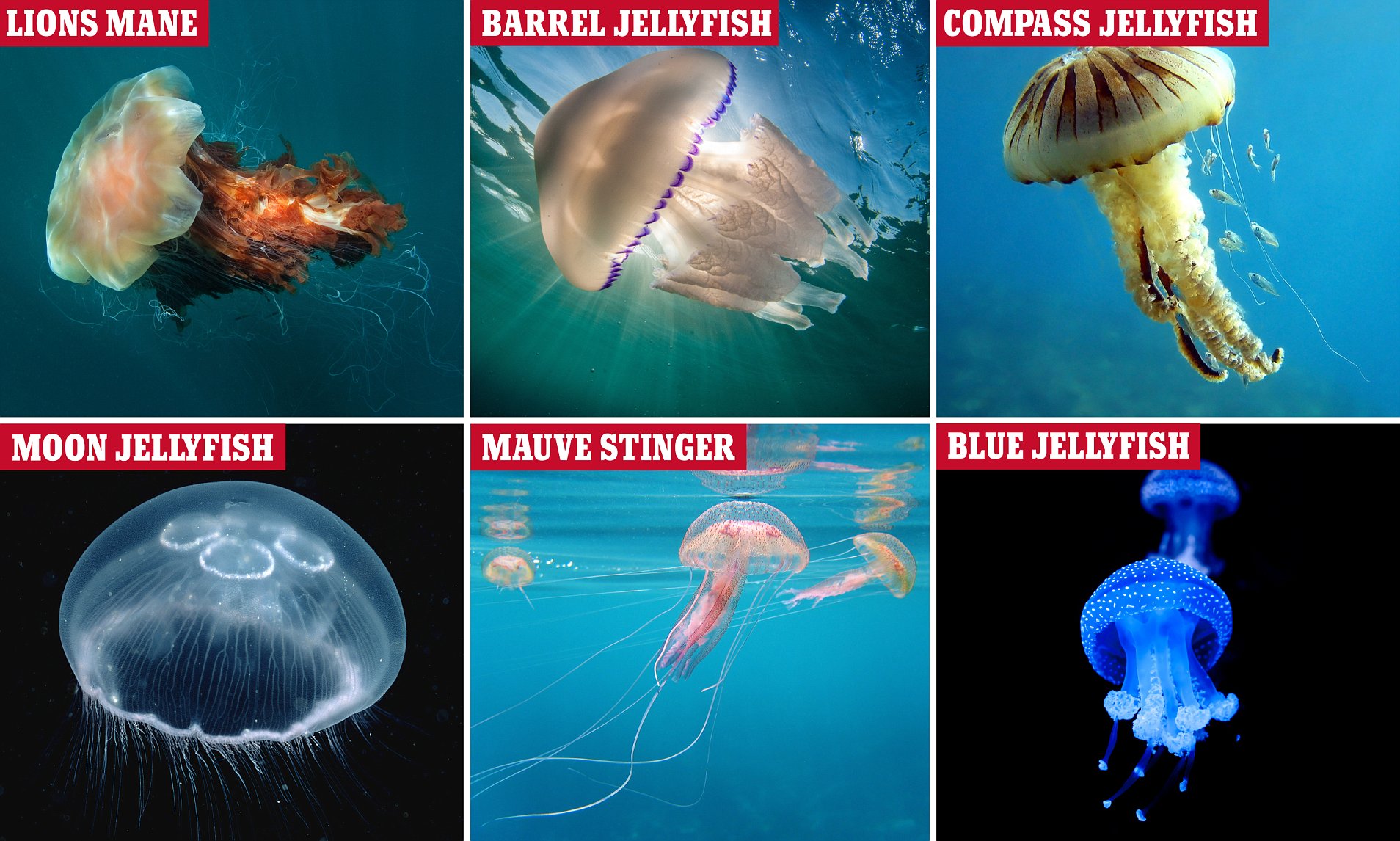 how to kill a jellyfish