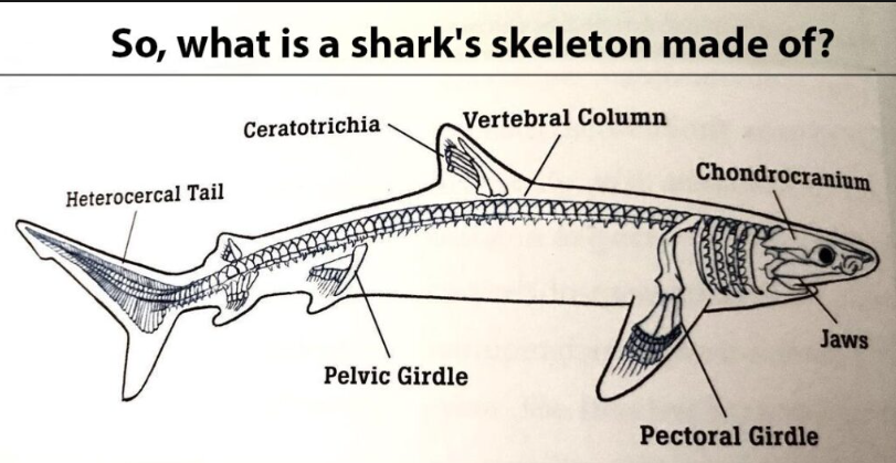 how many bones does a shark have