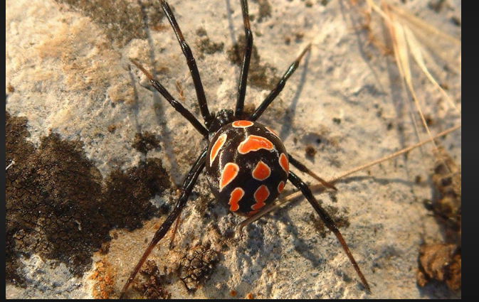 black widow spiritual meaning