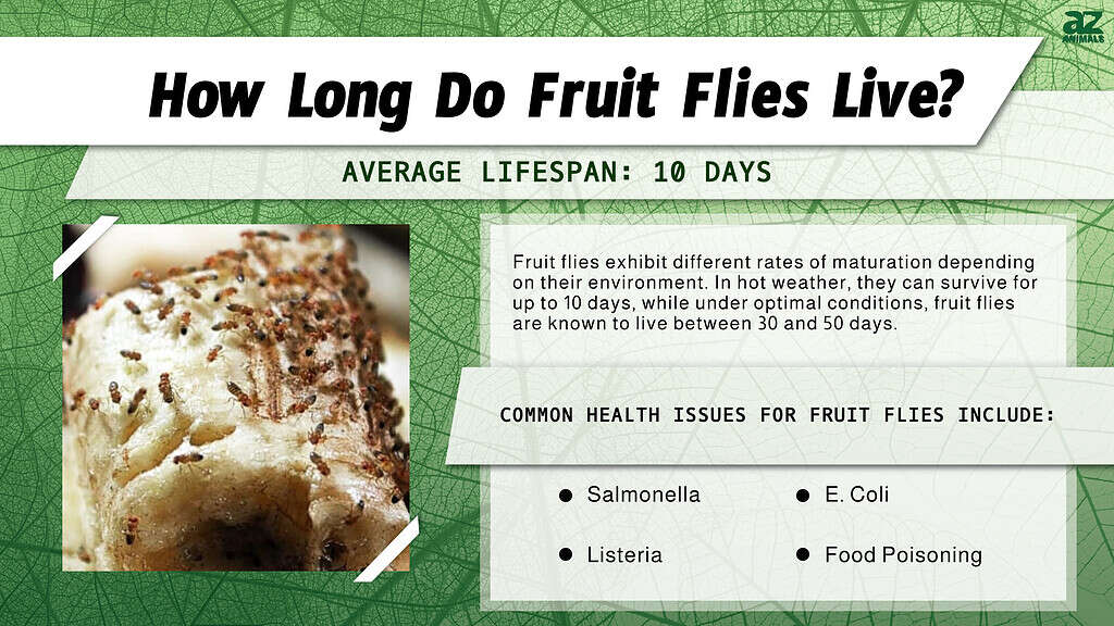 how long do fruit flies live without food