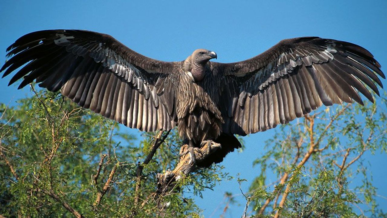 vultures on roof of house meaning