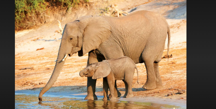 The Remarkable Elephant Life Span: Secrets to Their Longevity