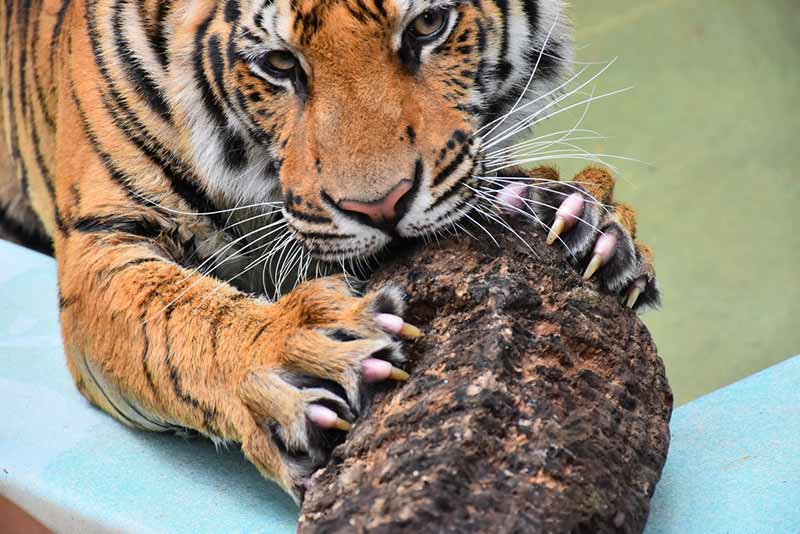 how many claws does a tiger have